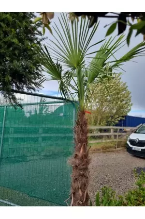 Chamaerops Excelsa 2