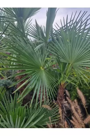 Chamaerops Excelsa 2