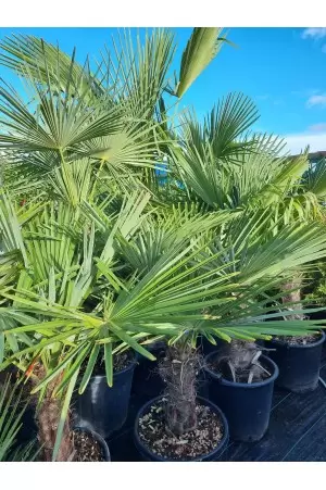 Chamaerops Excelsa 2