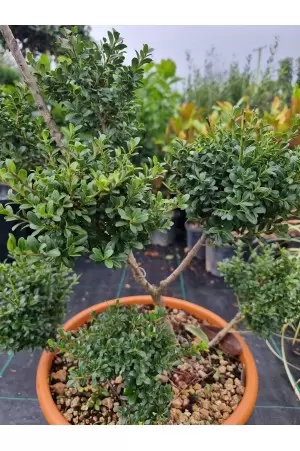 ILEX BONSAI