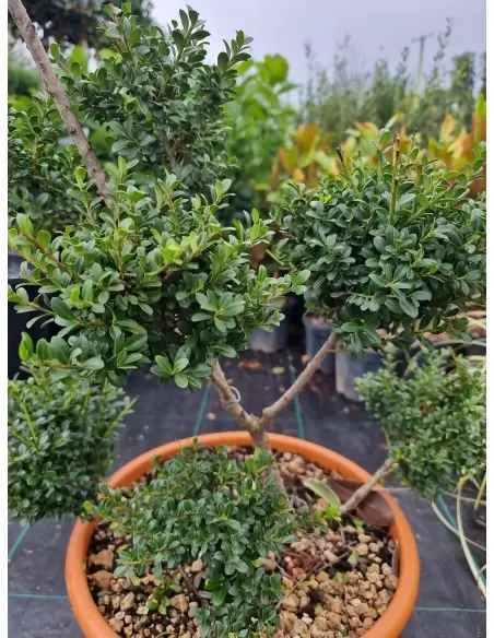 ILEX BONSAI