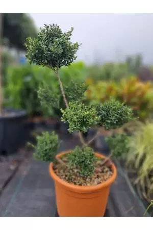 ILEX BONSAI 2