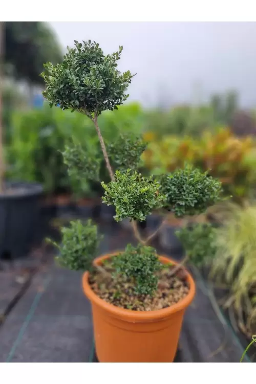 ILEX BONSAI ILEX BONSAI