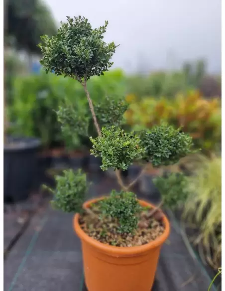 ILEX BONSAI