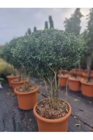 BUXUS SEMPERVIRENS ARBORESCENS