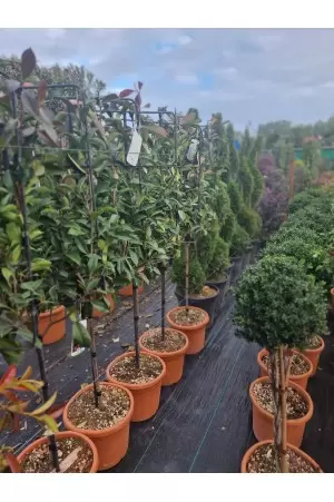 PHOTINIA FRASERI RED ROBIN...