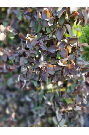 LOROOPETALUM PEARL 2