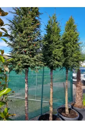 TAXUS BACCATA