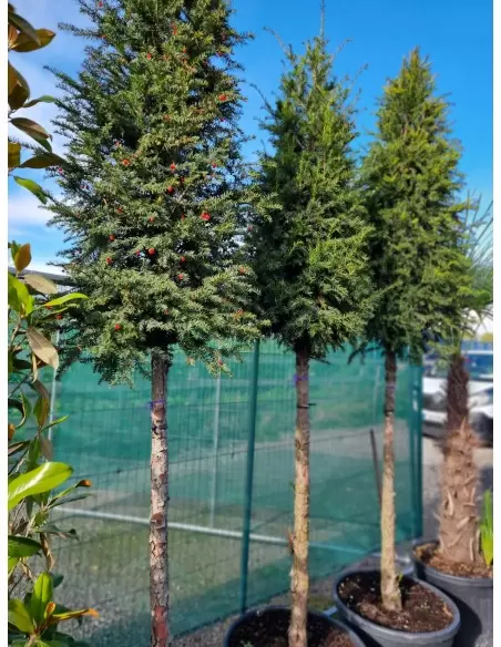TAXUS BACCATA