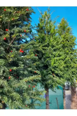 TAXUS BACCATA 2