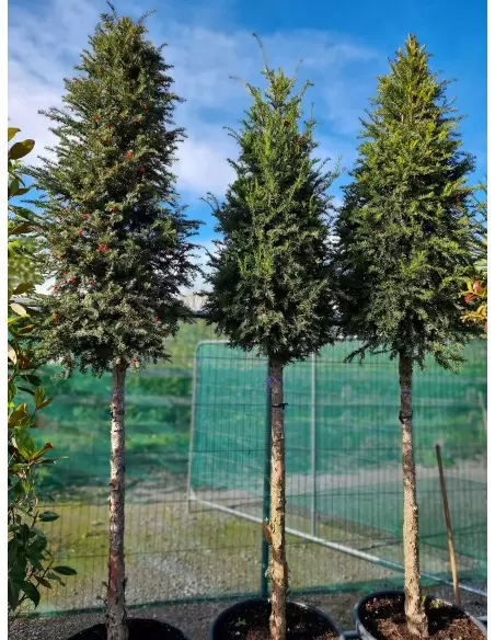 TAXUS BACCATA