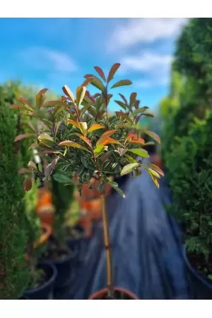 Photinia Varigata