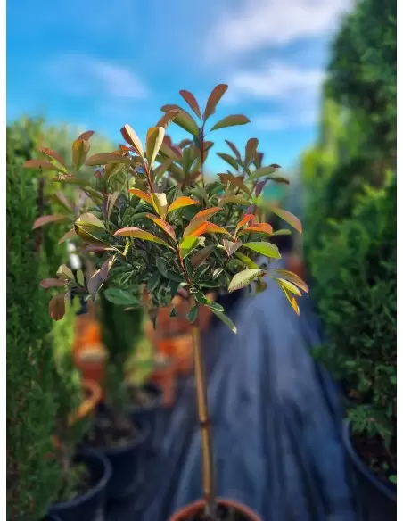 Photinia Varigata