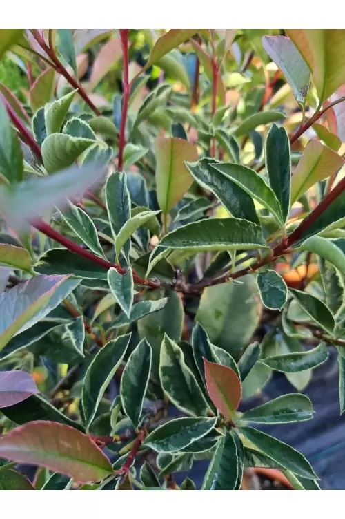 Photinia Varigata