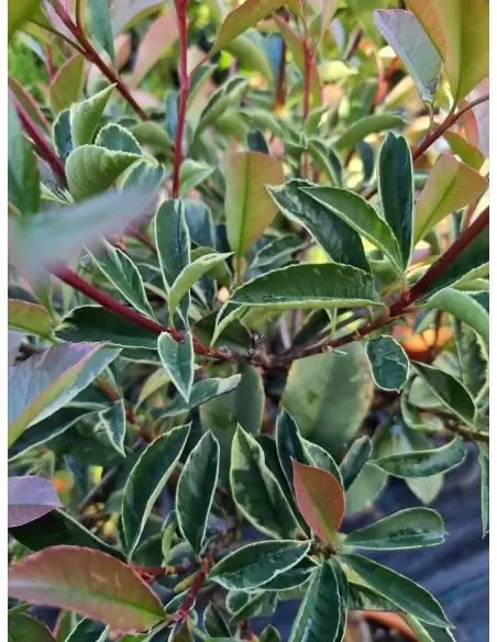 Photinia Varigata