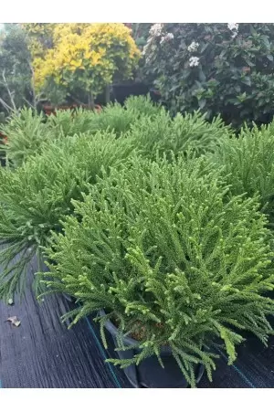 CRYPTOMERIA JAPONICA