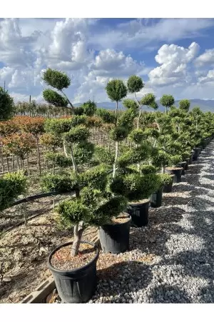 Cupressocyparis leylandii... 2