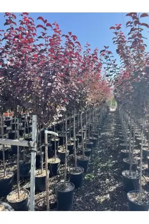 PRUNUS PISARDII NIGRA