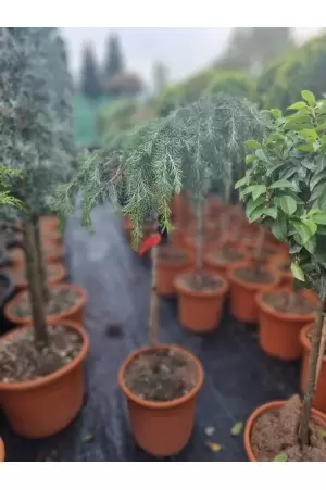 CEDRUS DEODARA FIRLING BLUE