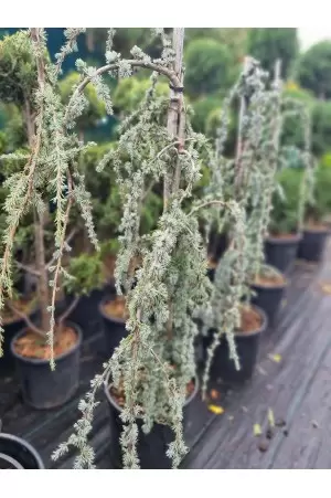 CEDRUS ATLANTICA GLAUCA... 2