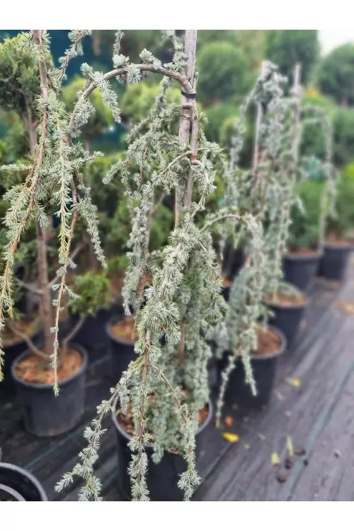 CEDRUS ATLANTICA GLAUCA PENDULA