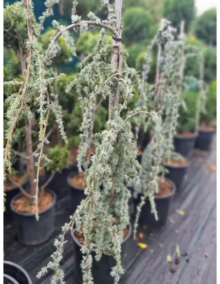 CEDRUS ATLANTICA GLAUCA PENDULA