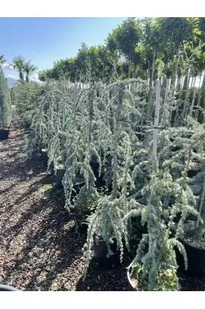 CEDRUS ATLANTICA GLAUCA...