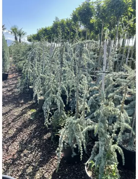 CEDRUS ATLANTICA GLAUCA PENDULA