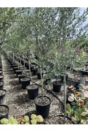 OLEA EOROPAEA LECCINO