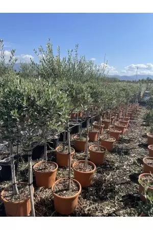 OLEA EUROPEANA LECCINO 2