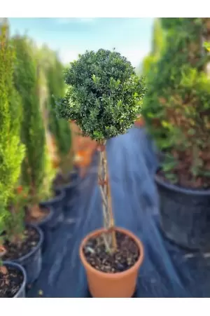 ILEX CRENATA INTRECCIATI 2