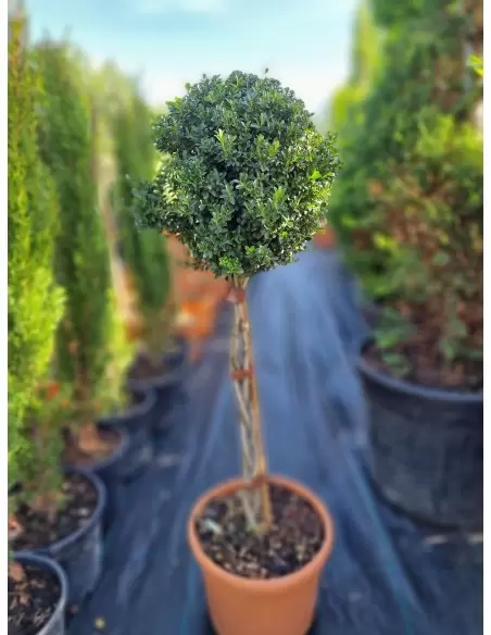 ILEX CRENATA INTRECCIATI