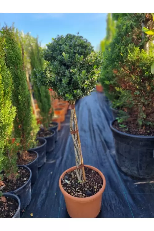 ILEX CRENATA INTRECCIATI