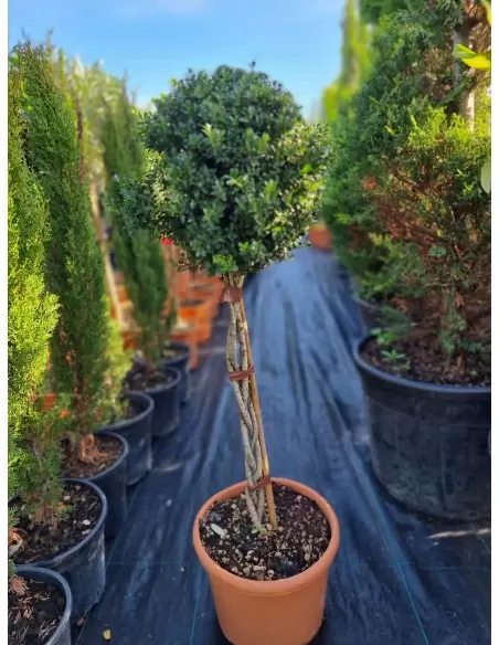 ILEX CRENATA INTRECCIATI