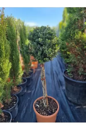 ILEX CRENATA INTRECCIATI