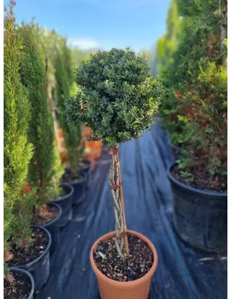 ILEX CRENATA INTRECCIATI