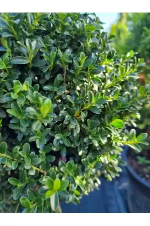ILEX CRENATA 2
