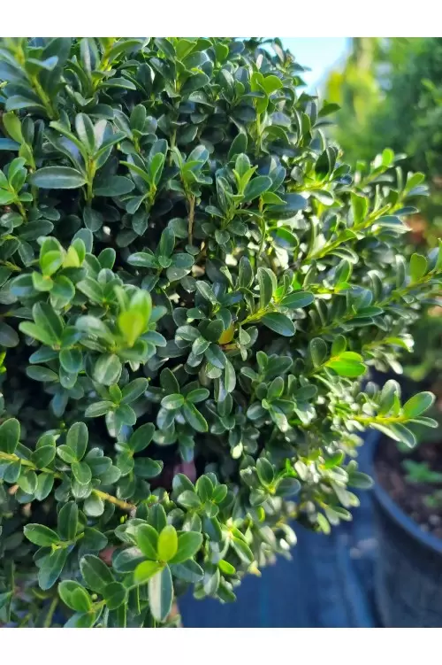ILEX CRENATA