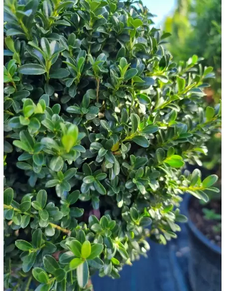 ILEX CRENATA