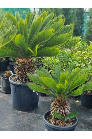 Cycas Revoluta