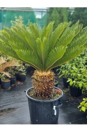 Cycas Revoluta 2