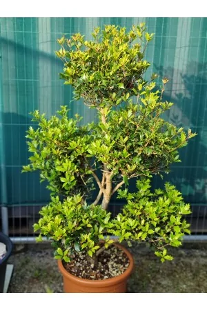 OSMANTHUS PON-PON
