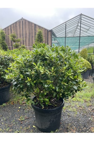 ILEX Nellie Stevens BALL