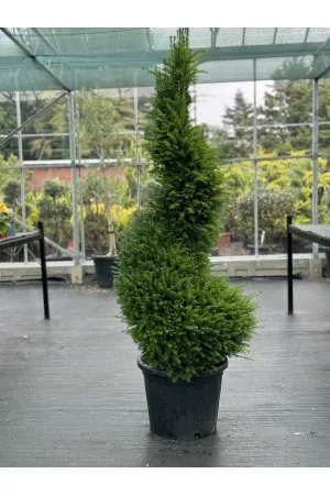 Taxus Baccata Spirale