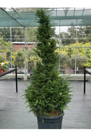 TAXUS BACCATA CONO