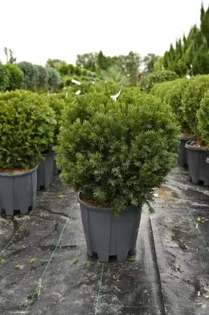 TAXUS BACCATA BALL 2