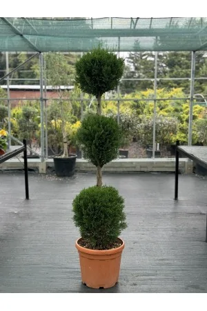 Cupressocyparis leylandii...