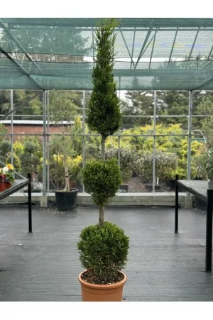 Cupressocyparis Leylandii...