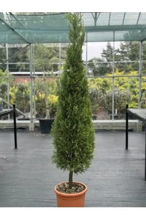 CUPRESSUS Leylandii CWG...