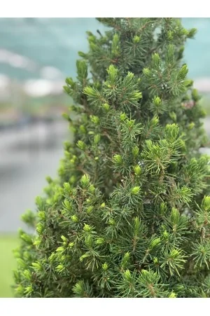 Picea Albertiana Conica